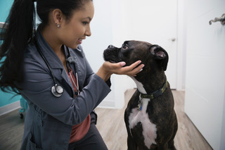 A veterinarian holds a boxer’s face in her hands during an exam