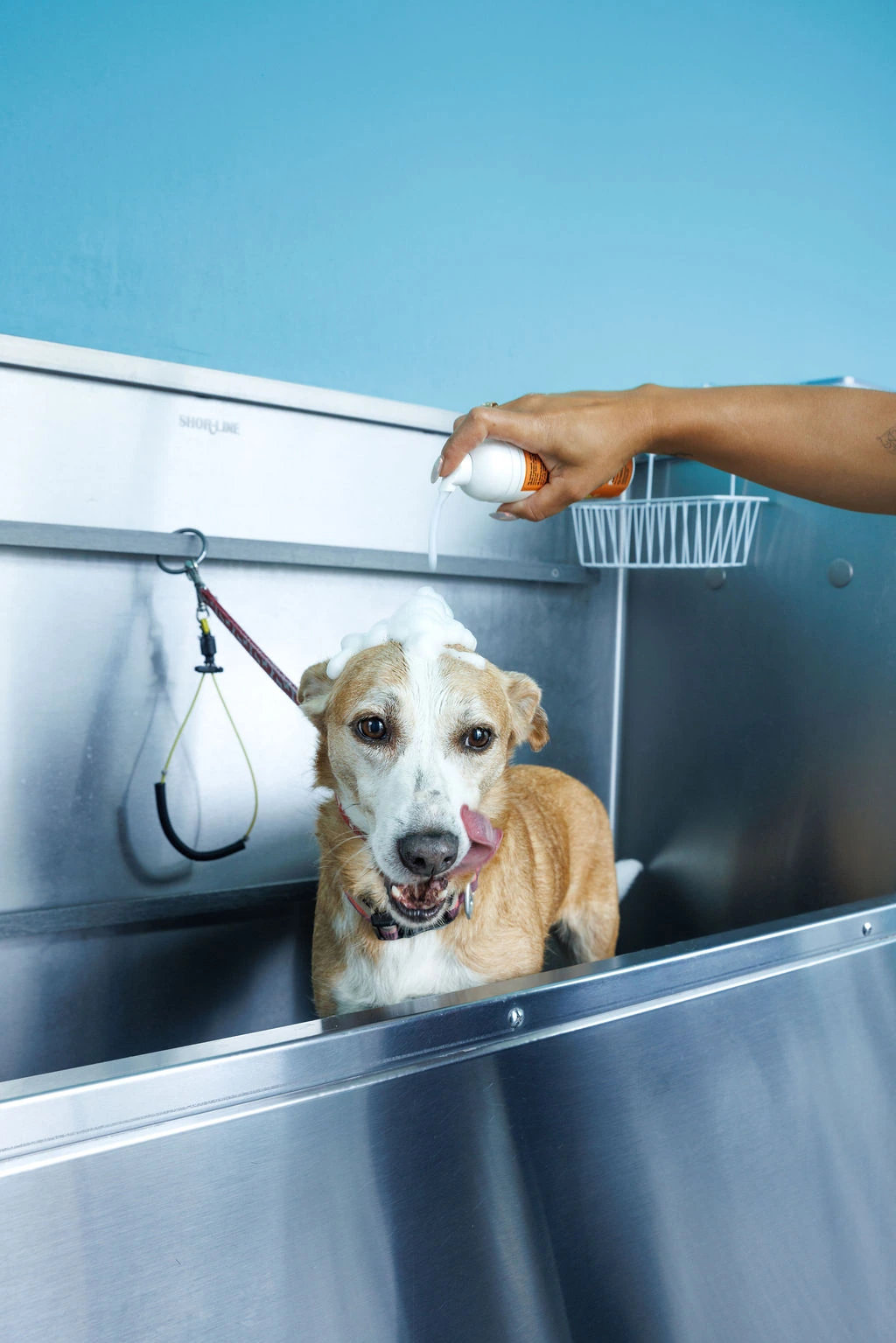 The same dog licking her nose during her bath