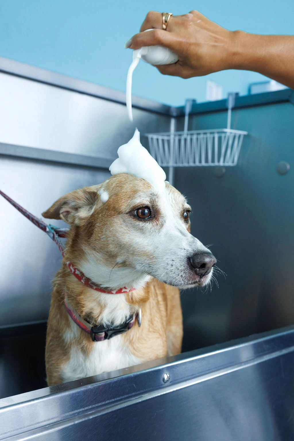 Foam shampoo being poured onto the dog’s head