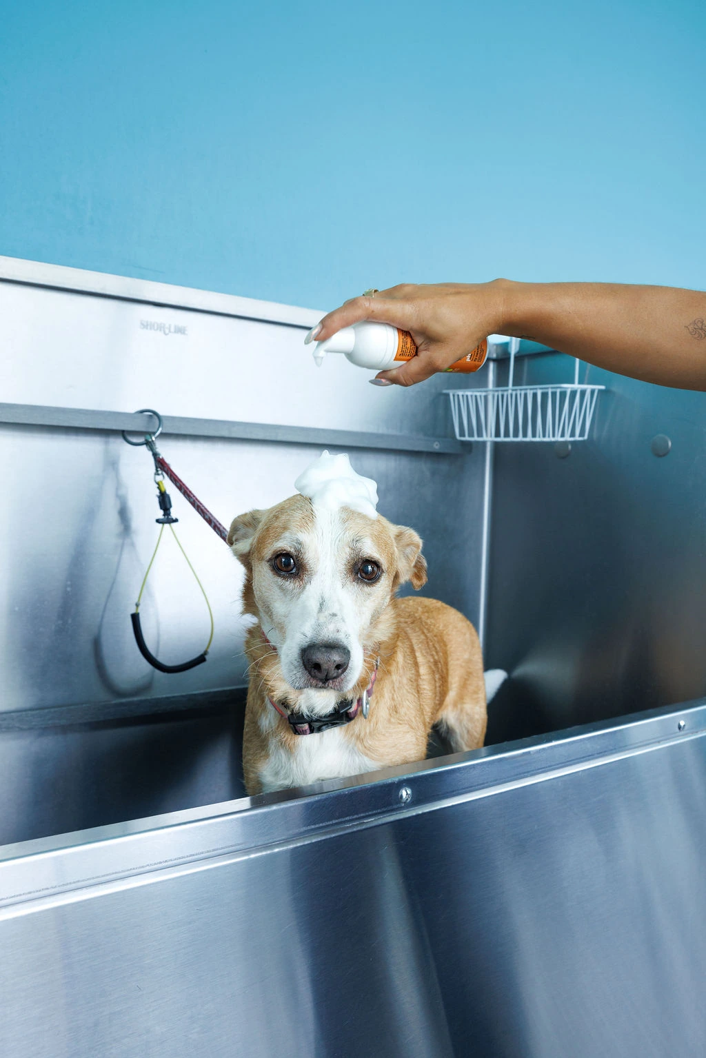 A tan-and-white dog in the clinic bathtub with a dollop of foam on her head