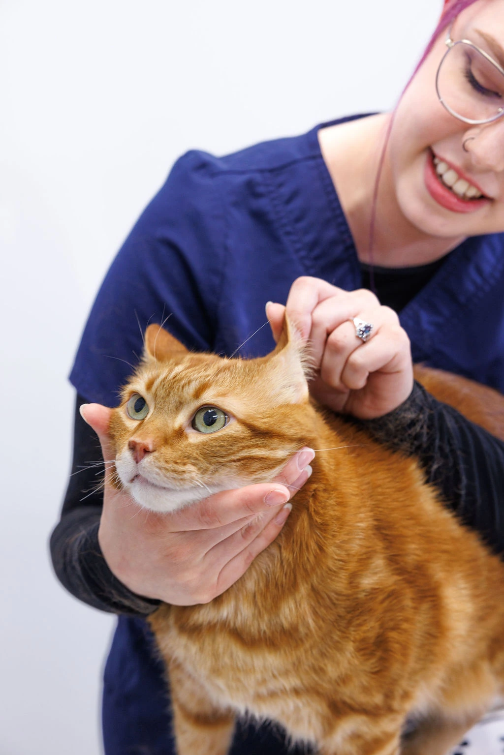 Lauren gently checking an orange cat’s ear