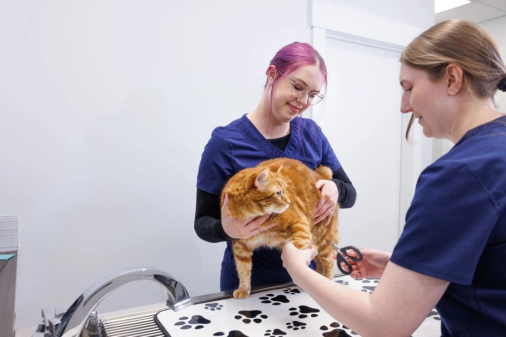 Lauren holding an orange cat while a teammate trims his nails