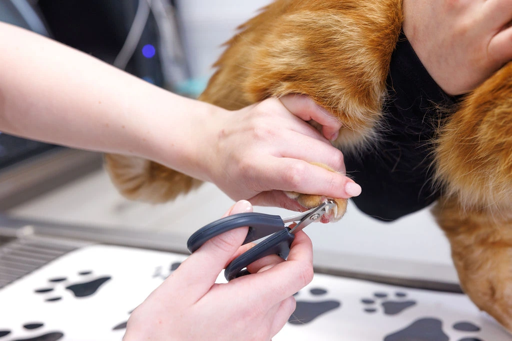 Close-up of a nail trim on an orange cat’s paw