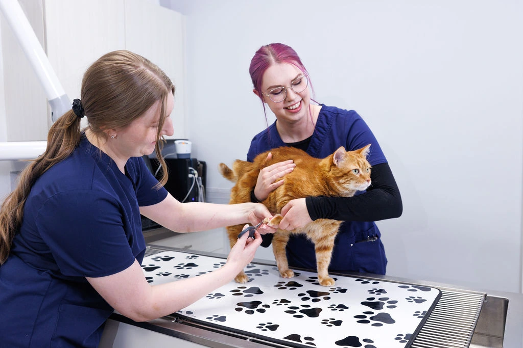 Two team members trimming an orange cat’s nails on the exam table