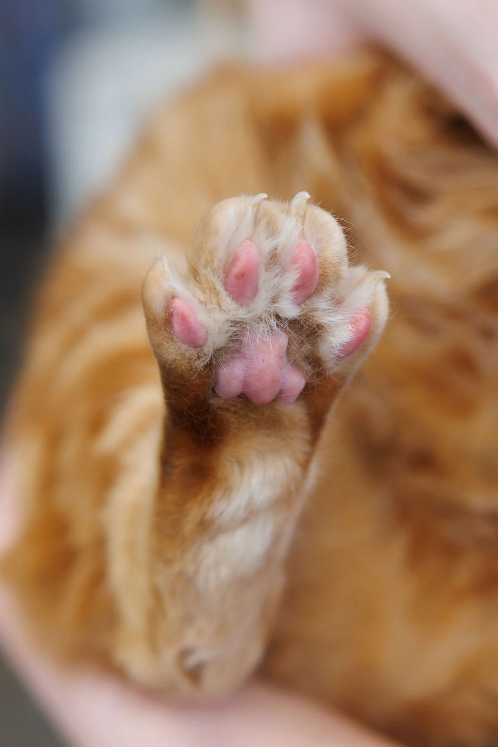 Close-up of an orange cat’s pink toe beans