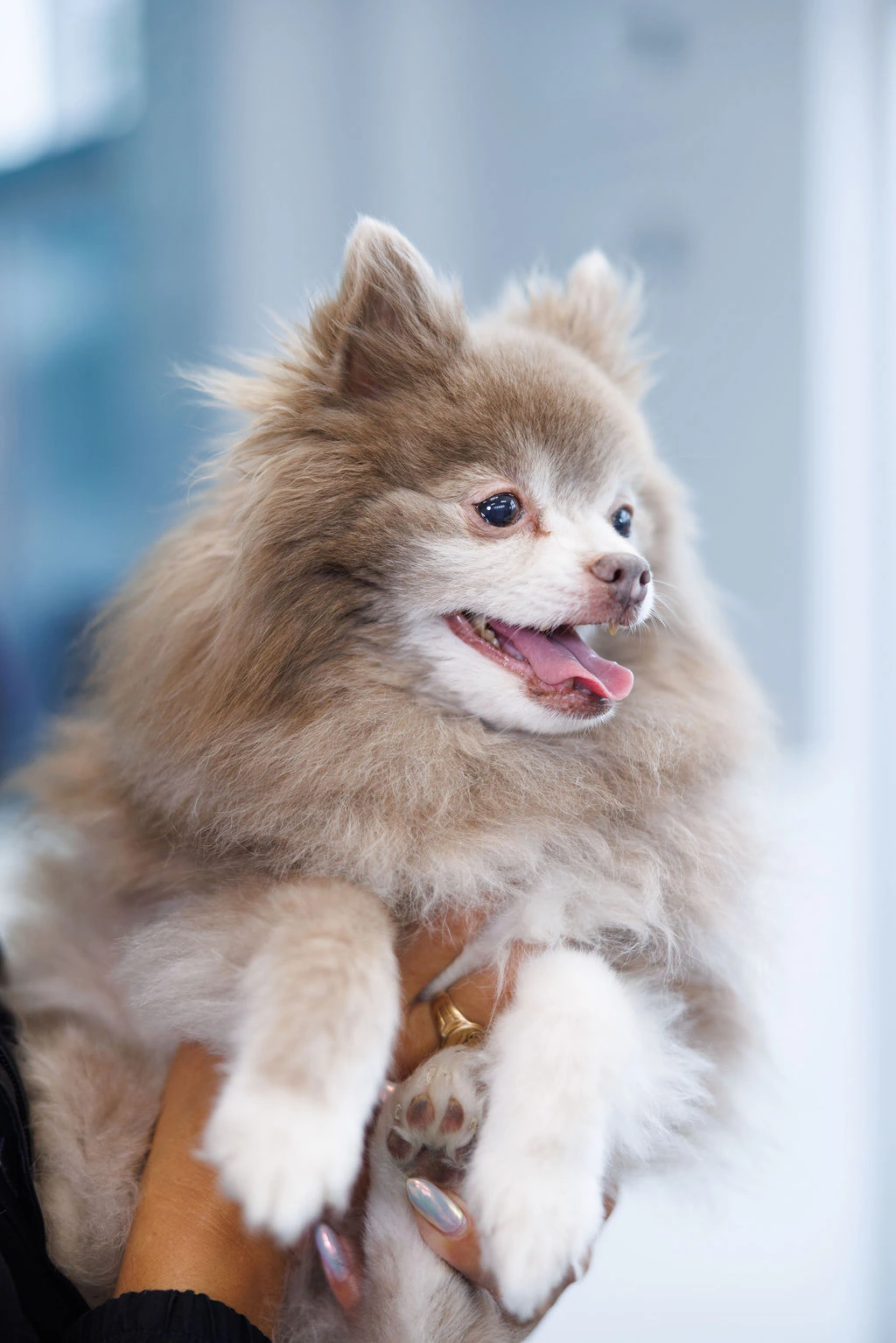 A Pomeranian looking off to the side with his tongue out