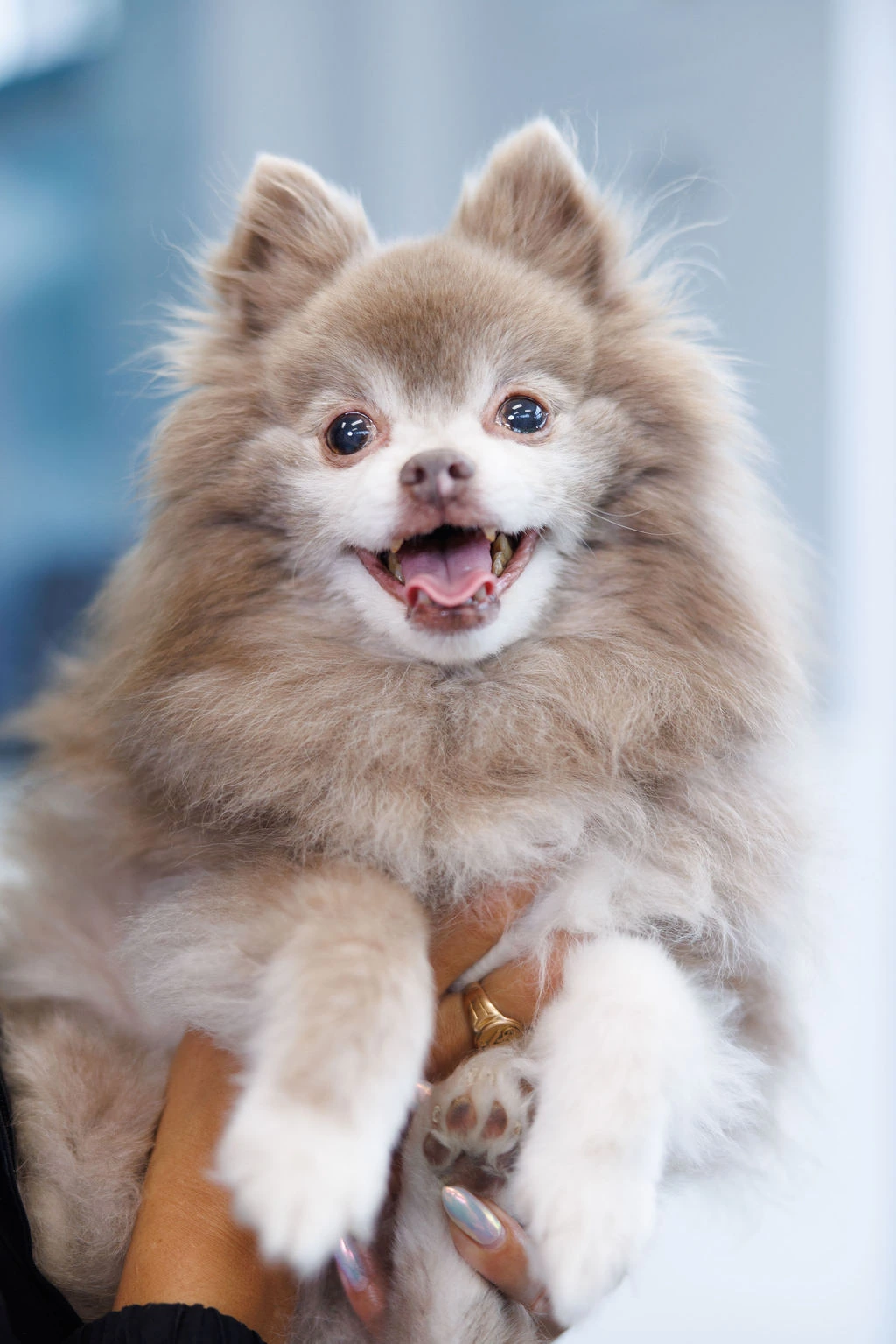 A smiling Pomeranian being held up to the camera