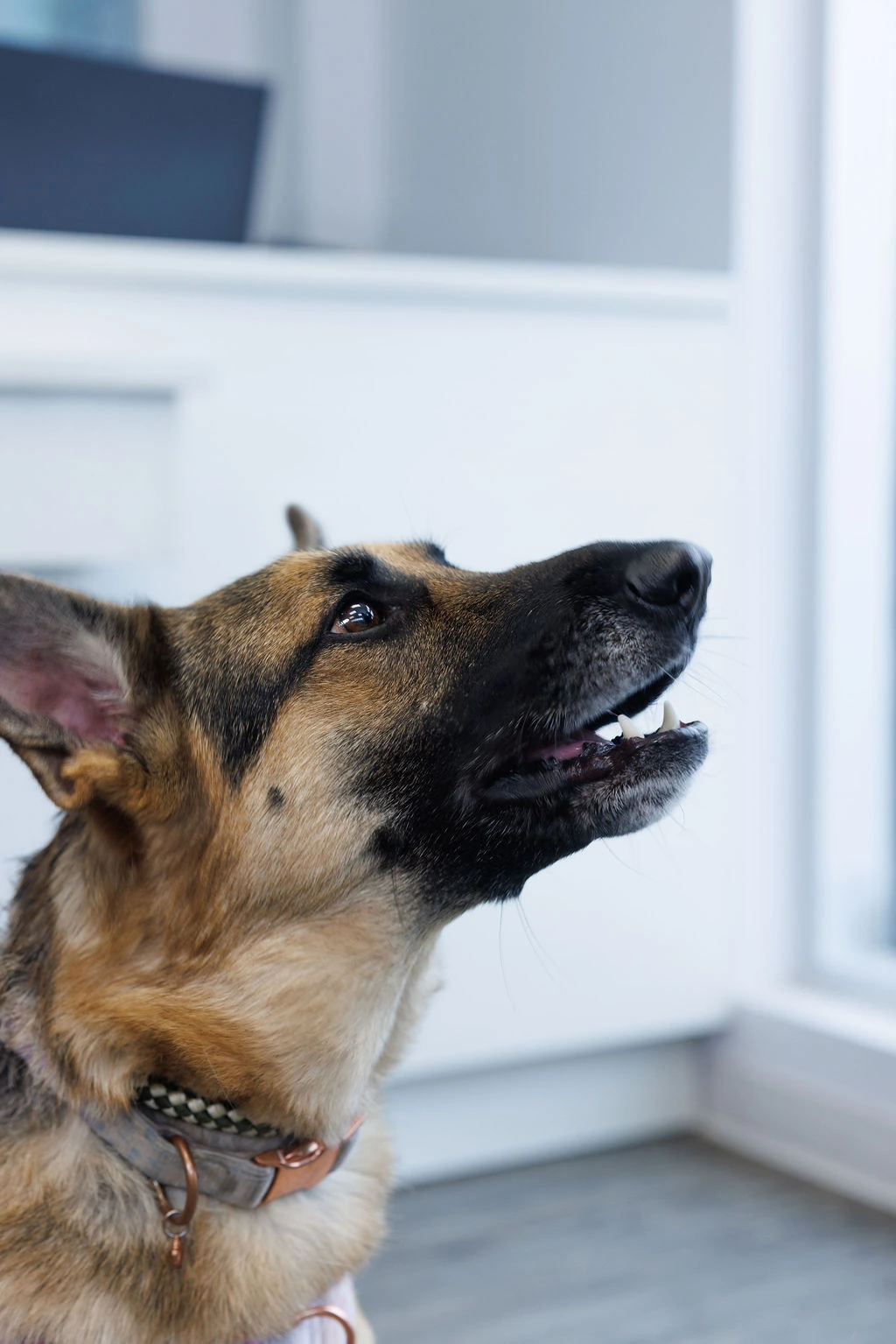 A German shepherd looking up attentively
