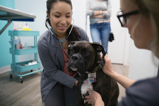 Dr. Danielle Rowe listening to a boxer’s heart with a stethoscope